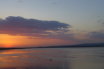 夕阳红