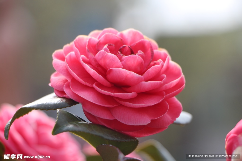 山茶花