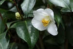 山茶花