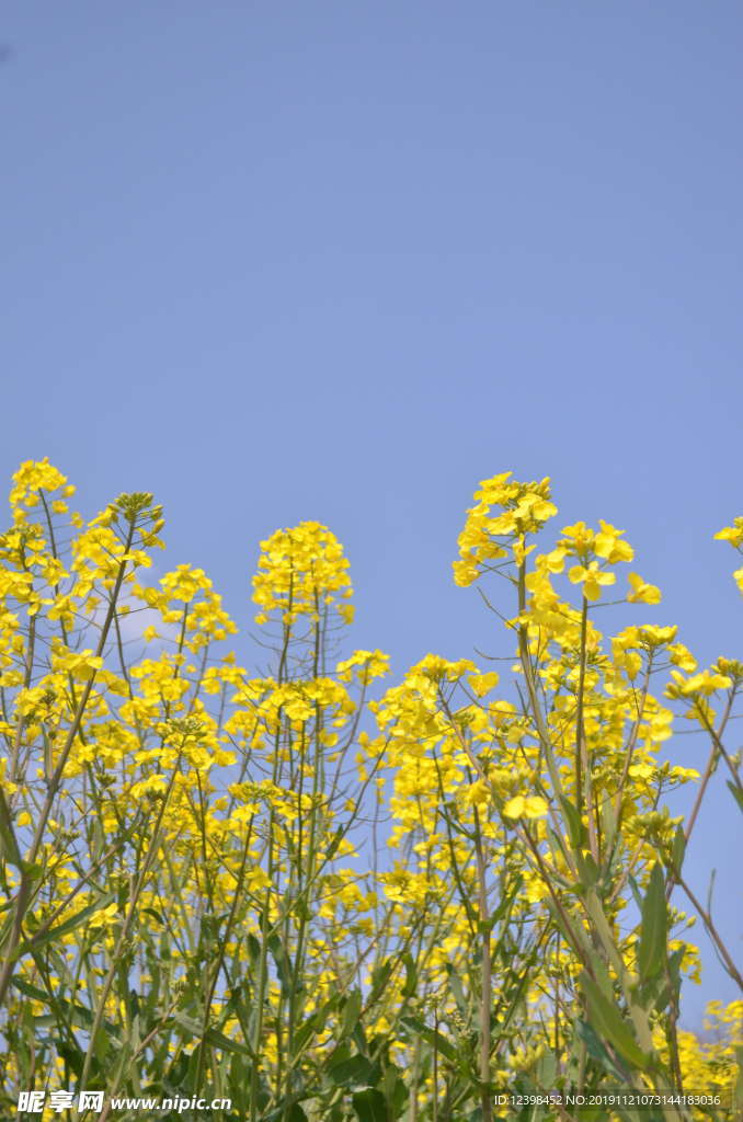 油菜花