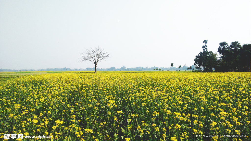油菜花
