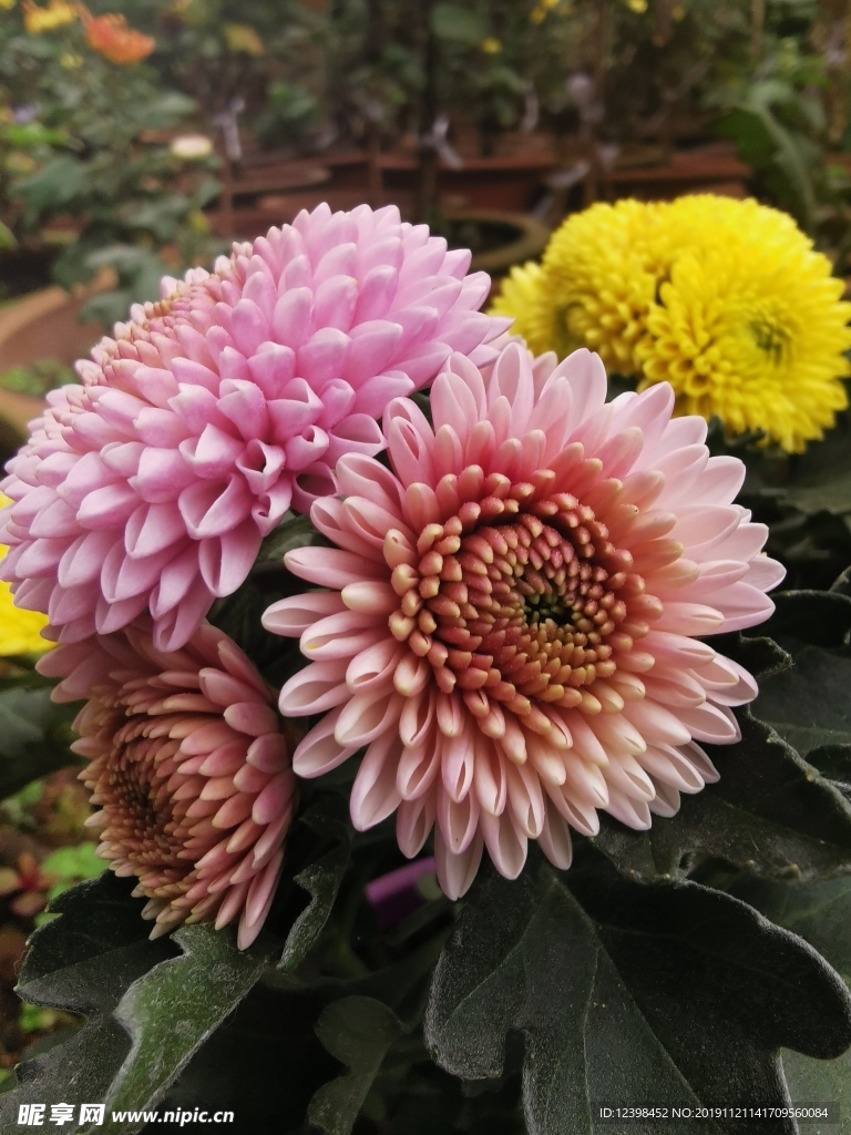 菊花