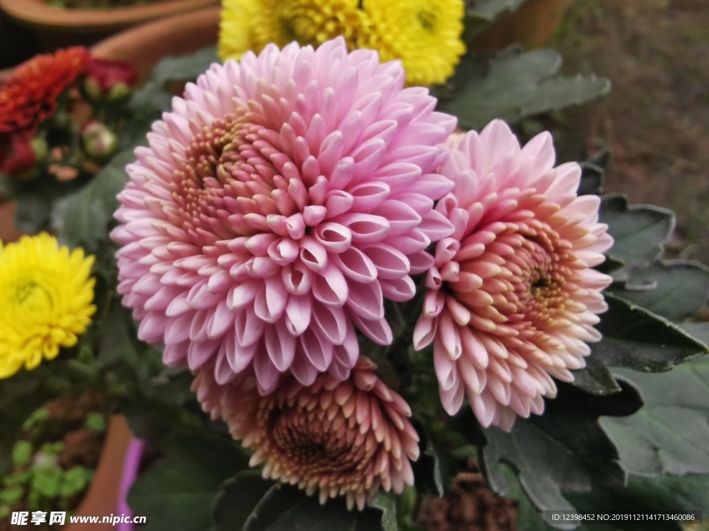 菊花
