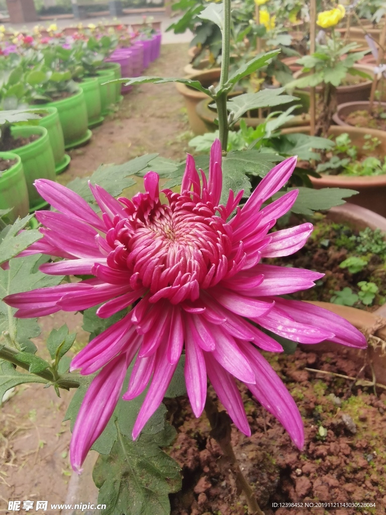 菊花