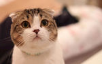 折耳猫