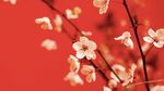 梅花