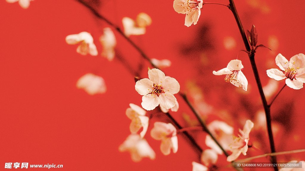 梅花