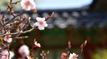 梅花