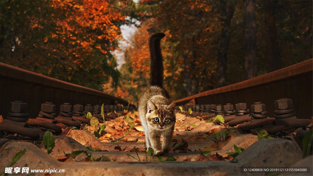 猫