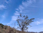 风景油画摄影图