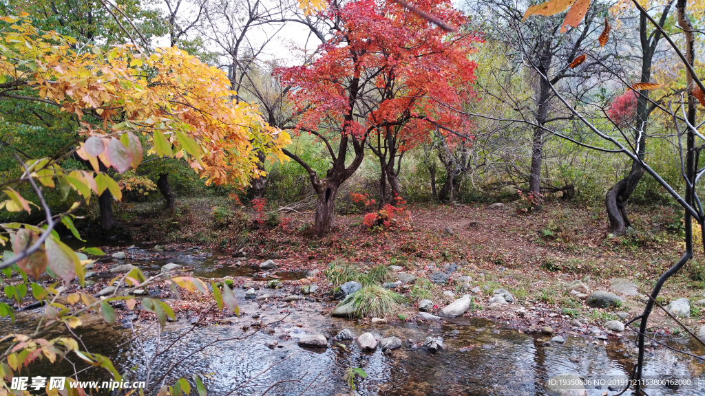 秋天山里河边的红色枫叶