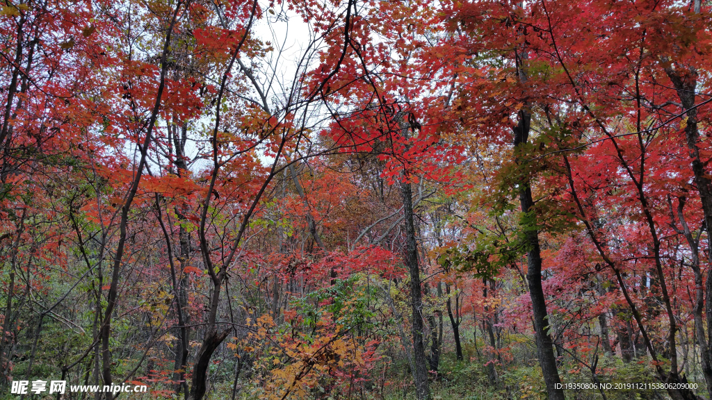 秋天枫树林的红色枫叶