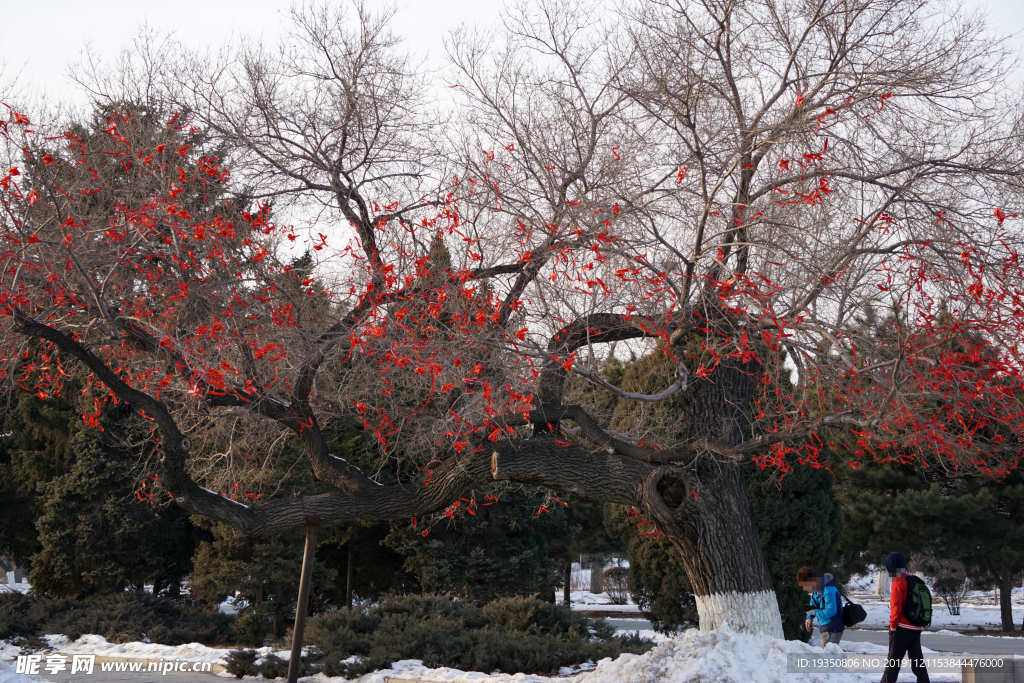 沈阳北陵公园里的祈福树