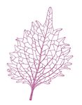 紫苏叶 矢量图