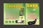 中草药茶麸洗头