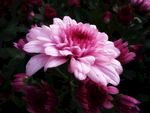 翠菊 蓝菊 植物 开花 粉色花