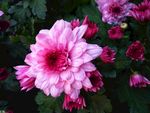 翠菊 蓝菊 植物 开花 粉色花