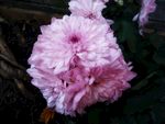 翠菊 蓝菊 植物 开花 粉色花