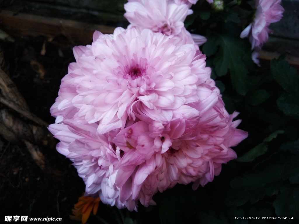 翠菊 蓝菊 植物 开花 粉色花