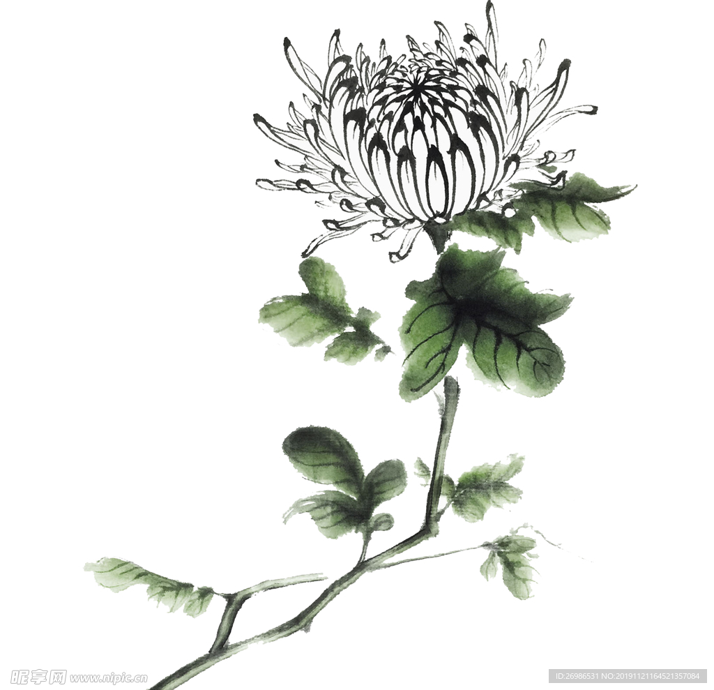 水墨白色菊花