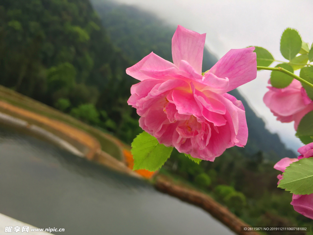 花