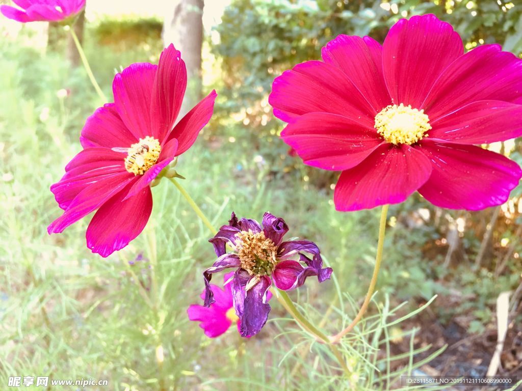 花