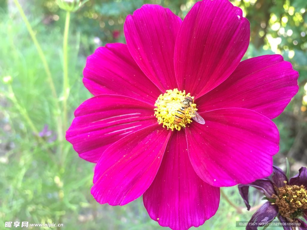 花