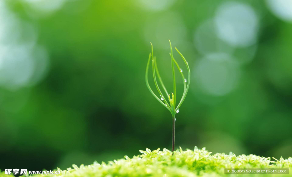 新生植物