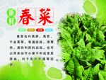 蔬菜介绍