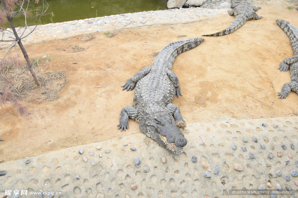 鳄鱼