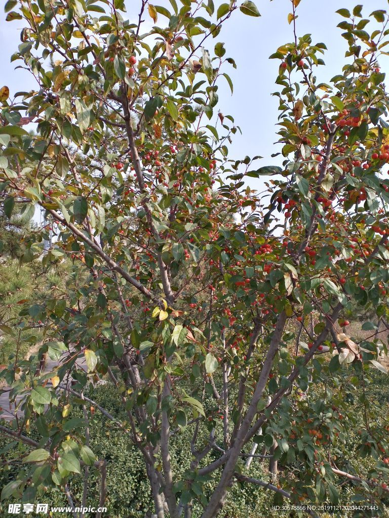 满树红色海棠果