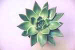 芦荟
