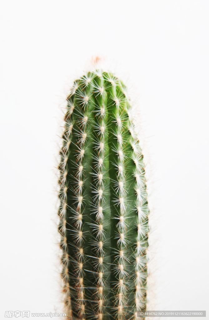 仙人掌