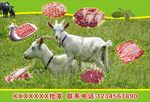 羊肉海报