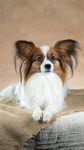 蝴蝶犬