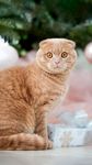 橘猫
