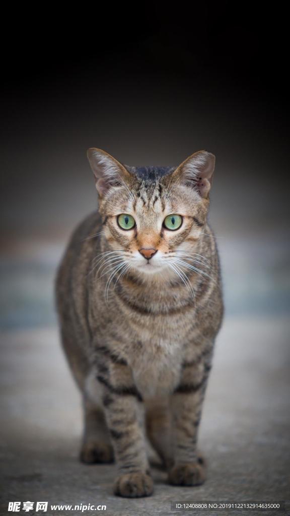 猫