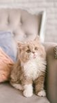 长毛猫