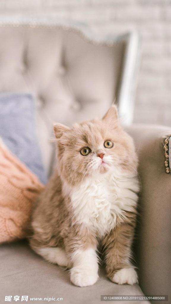长毛猫