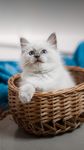 小奶猫