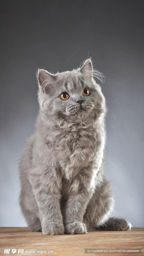 蓝猫