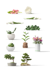 室内花卉盆栽