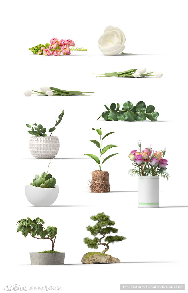 室内花卉盆栽