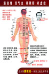 人体经络穴位膀胱经