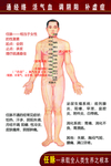 人体经络任脉