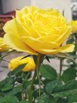 园林花卉 黄色玫瑰花 金色玫瑰