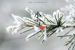 小雪