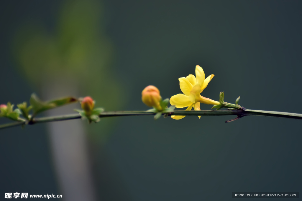 小黄花特写
