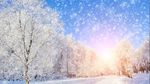 大气唯美雪中树林