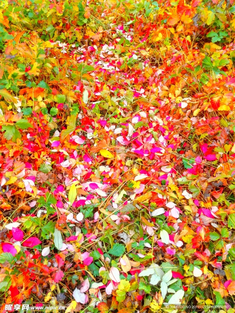 花瓣雨